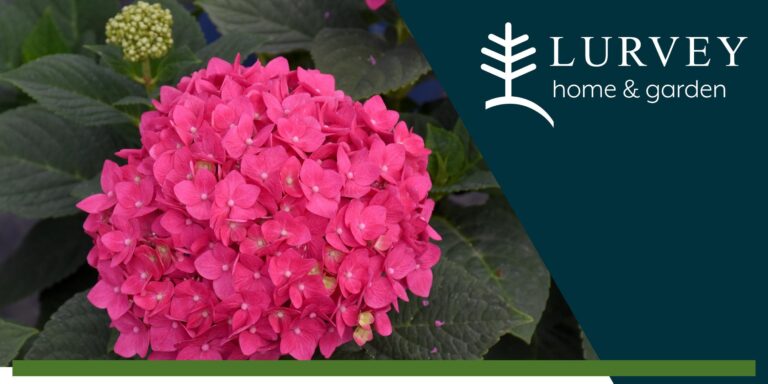 Demystifying Hydrangeas