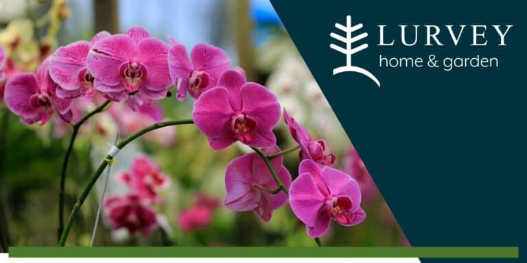 Let’s Talk Orchids!