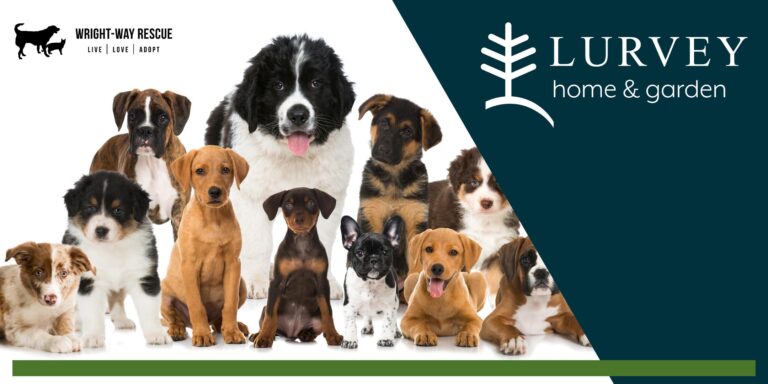 2025 Wright Way Rescue Adoption Event