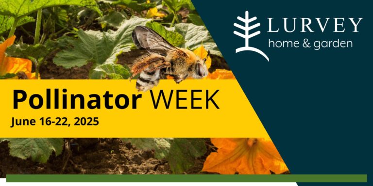National Pollinator Week 2025 Finale