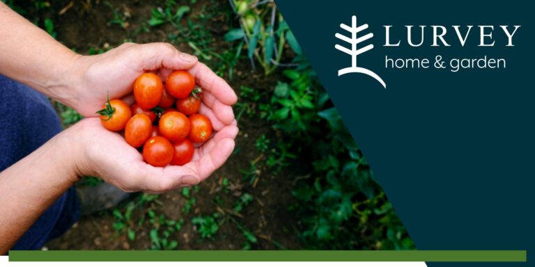 Too Many Tomatoes? Preserve the Bounty with Water Bath Canning