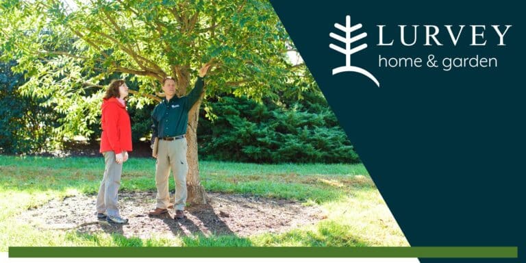 Good Bug or Bad Bug? Tree & Shrub Care Essentials