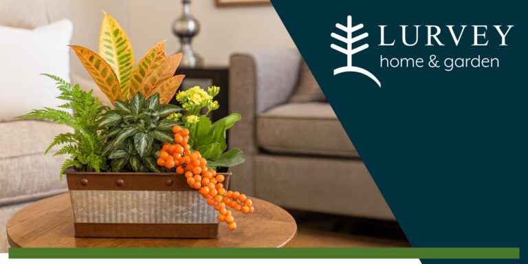 Fall Indoor Tabletop Garden Class