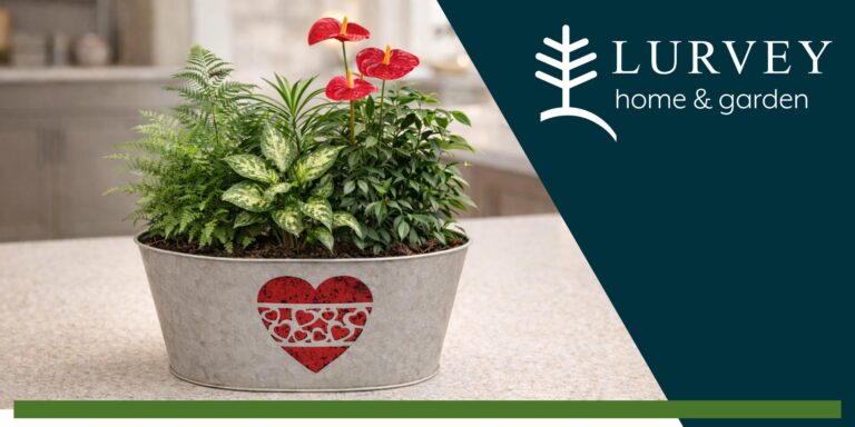 Love Grows Here Indoor Tabletop Garden Class
