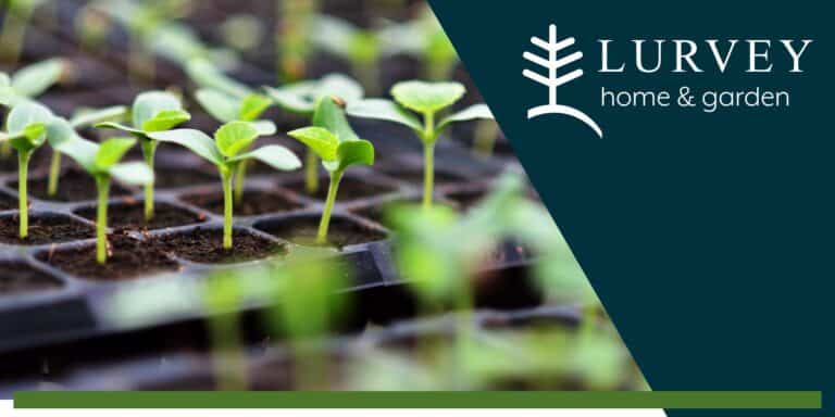 Seed to Sprout: Windowsill Seed Starting Made Easy