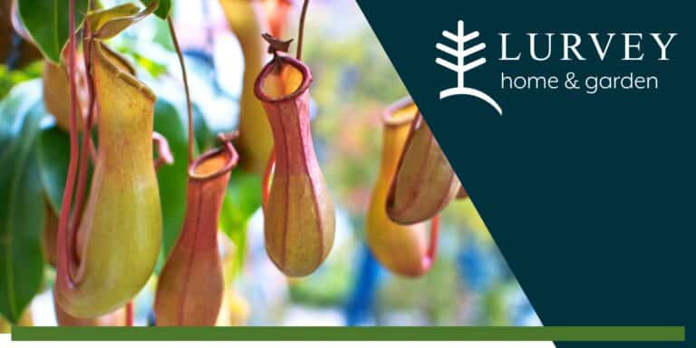 Carnivorous Plants 101: Growing Tropical Pitcher Plants at Home