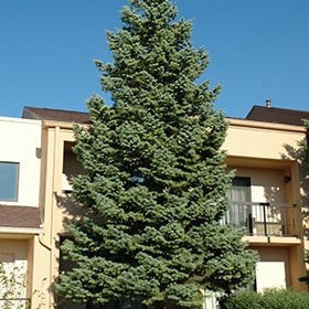 Fir, Concolor