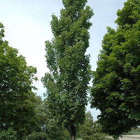 Maple, Freeman 'Armstrong'