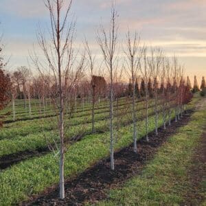 Maple, Freeman 'Armstrong Gold'