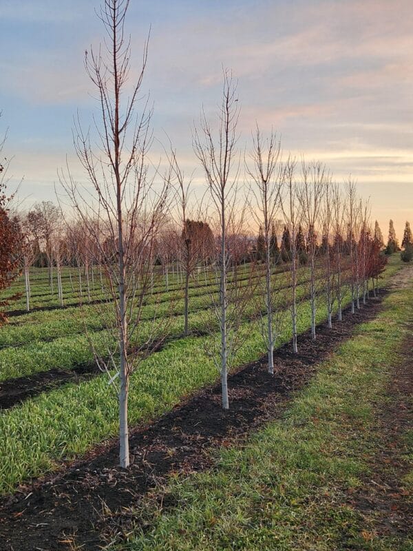 Maple, Freeman 'Armstrong Gold'