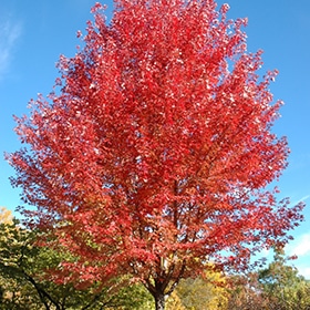 Maple, Freeman 'Autumn Blaze'