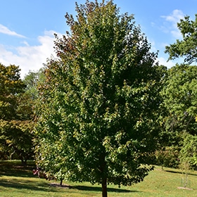 Maple, Freeman 'Marmo'