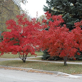Maple, Amur 'Flame' 6.0'