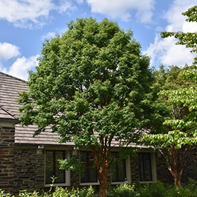 Maple, Paperbark