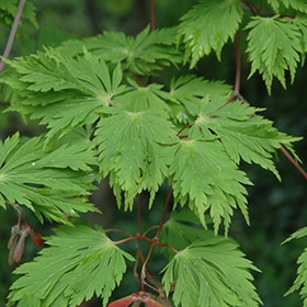 Maple, Fernleaf Fullmoon Japanese