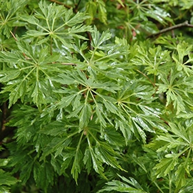 Maple, Fullmoon Japanese 'Green Cascade'