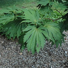 Maple, Yama Kagi Japanese