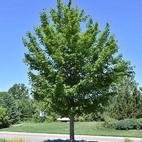 Maple, Miyabei 'State Street'