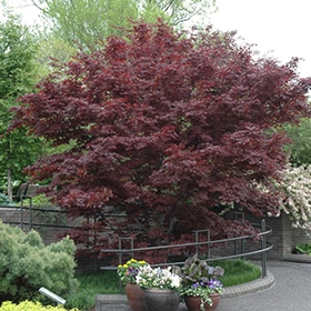 Maple, Japanese 'Bloodgood'