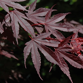 Maple, Japanese 'Crimson Prince'