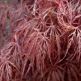 Maple, Japanese 'Crimson Queen'