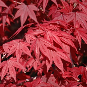 Maple, Japanese 'Emperor 1'