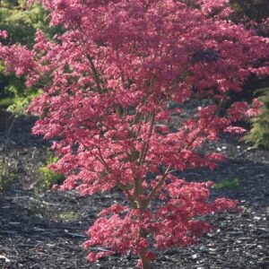 Maple, Japanese 'Geisha Gone Wild'