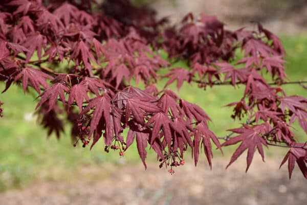 Maple, Japanese 'Hefner's Red' 6.0' - Image 2