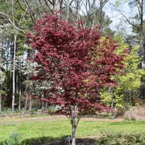 Maple, Japanese 'Hefner's Red'