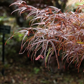 Maple, Japanese 'Hubb's Red Willow'