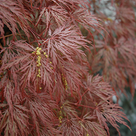 Maple, Japanese 'Inaba Shidare' 5.0' HVY