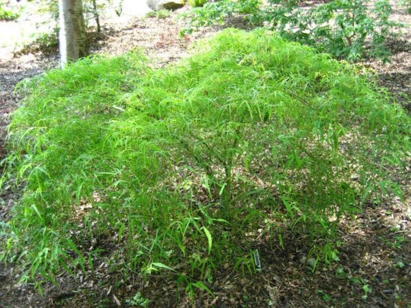 Maple, Japanese 'Kinshi'