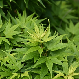 Maple, Japanese 'Mikawa Yatsubusa'