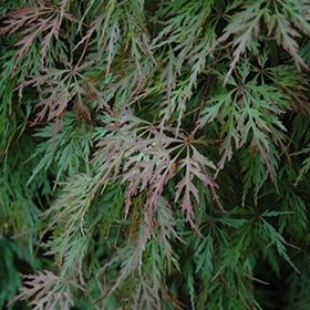 Maple, Japanese 'Orangeola'