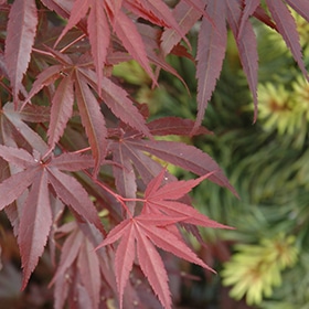 Maple, Japanese 'Skeeters Broom'