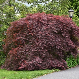 Maple, Japanese 'Tamukeyama'