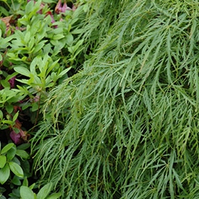 Maple, Japanese 'Viridis'