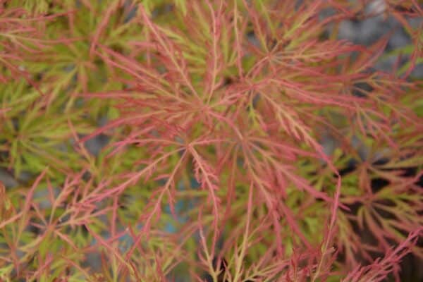 Maple, Japanese 'Waterfall' 4.0' HVY - Image 2