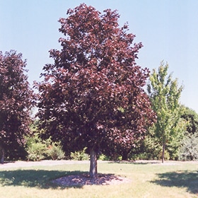 Maple, Norway 'Royal Red' 2.5"