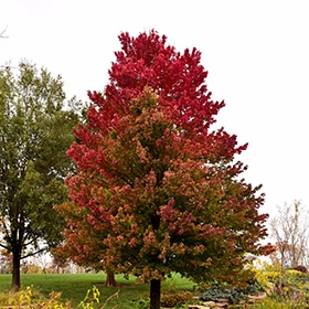 Maple, Red 'Red Sunset' 2.0"
