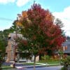 Maple, Redpointe 3.0"