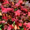 Maple, Redpointe 3.0" - Image 2