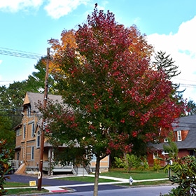 Maple, Redpointe