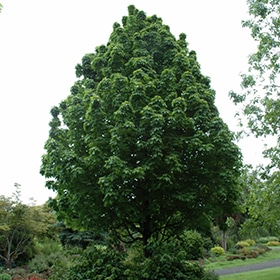Maple, Sugar 'Apollo'