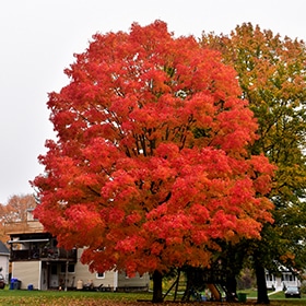 Maple, Sugar 'Green Mountain' 3.0"