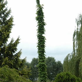 Maple, Sugar 'Monumentale'
