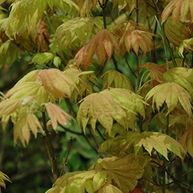 Maple, Full Moon 'Moonrise'