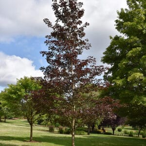 Maple, Shantung 'Crimson Sunset'