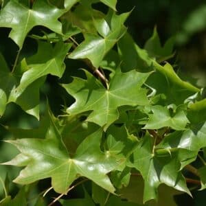 Maple, Shantung 'Urban Sunset'