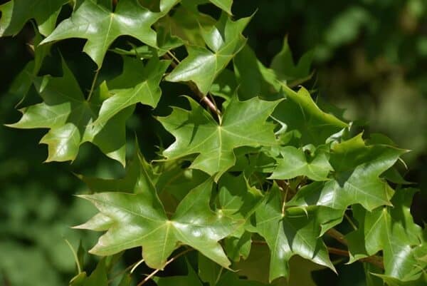 Maple, Shantung 'Urban Sunset'